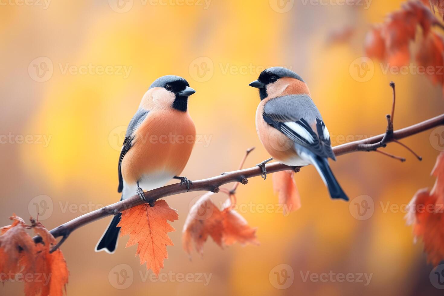 beautiful bullfinch on a rowan branch, blurred background photo