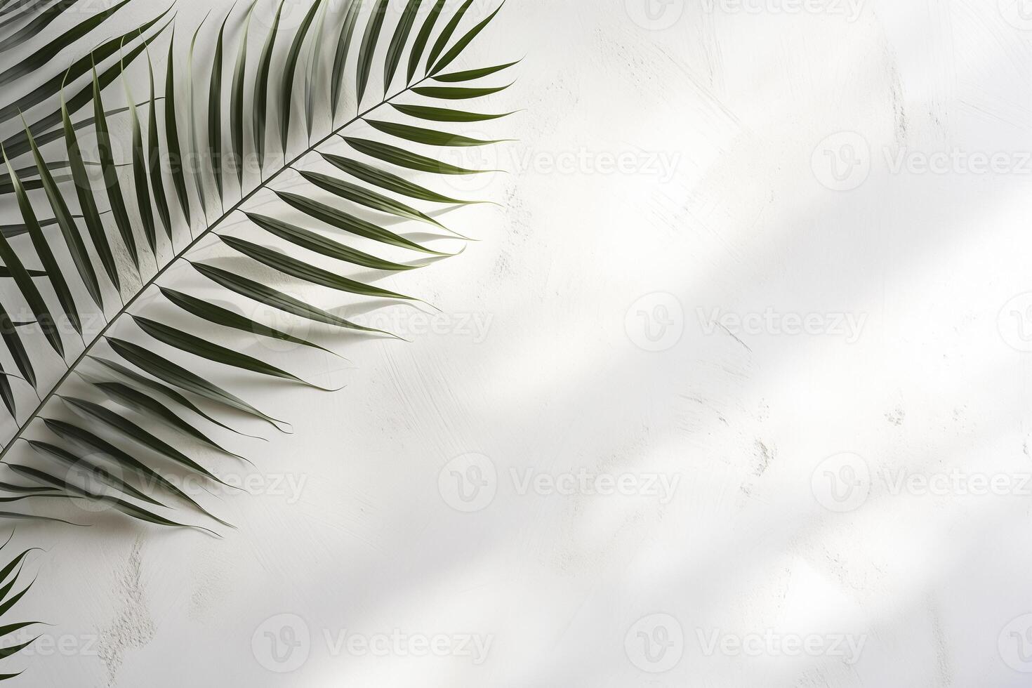 Leaf background - Shadow of palm leaves on light white concrete wal photo