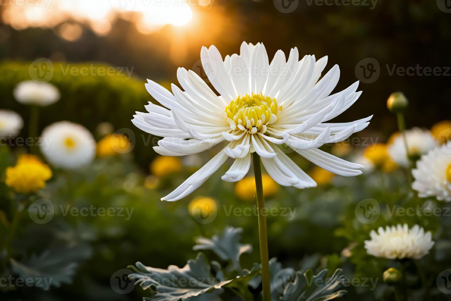A sprig of white-petaled japonense chrysanthemums in the garden shot at sunset photo