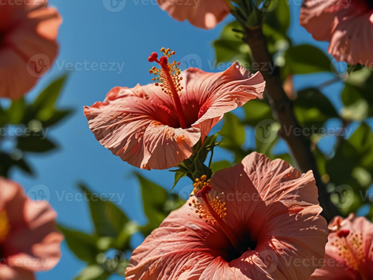 Close up of red hibiscus flowers blooming in spring against a bright blue sky background photo