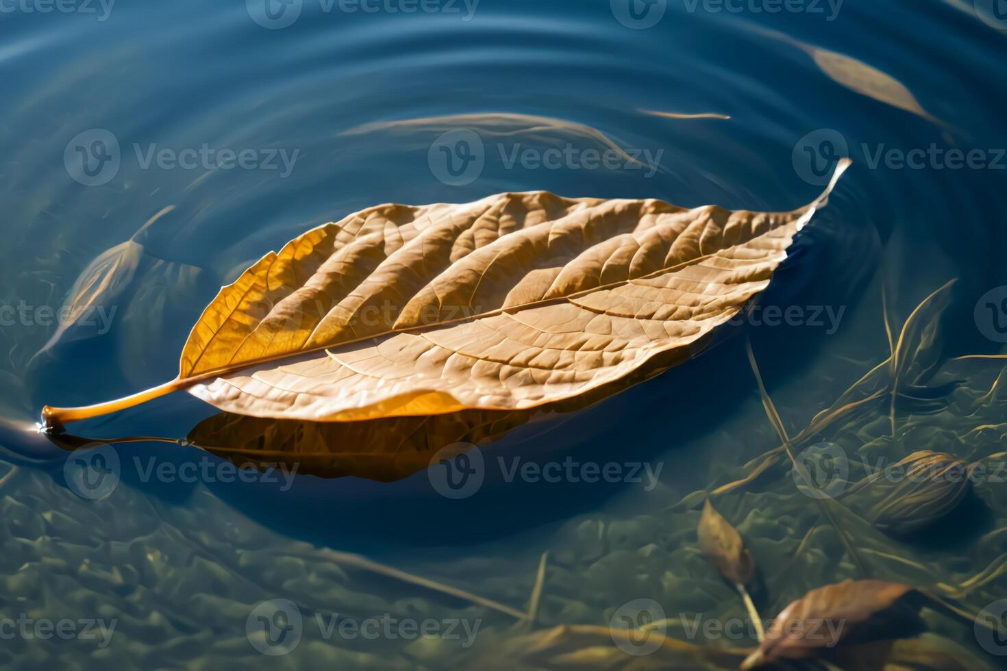 An autumn leaf falls into a clear lake photo taken on a sunny day