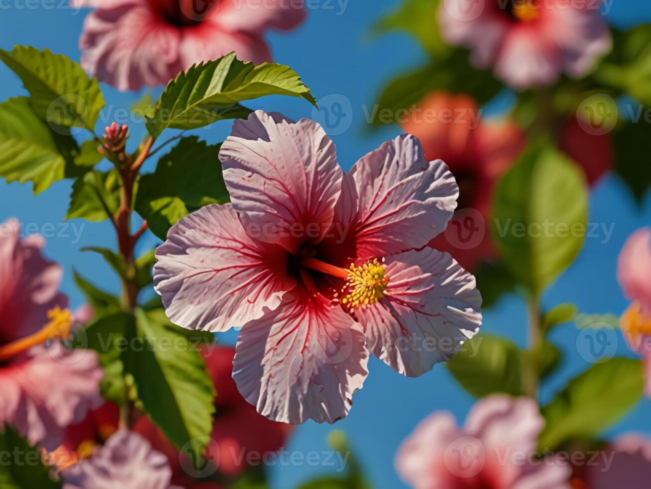 Close up of red hibiscus flowers blooming in spring against a bright blue sky background photo