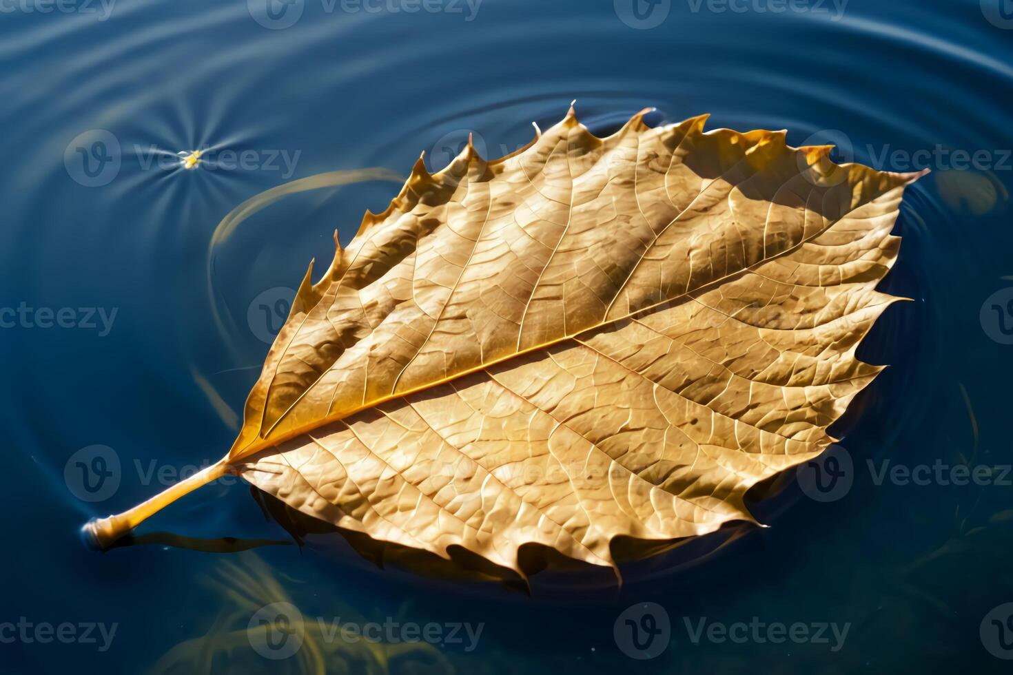 An autumn leaf falls into a clear lake photo taken on a sunny day
