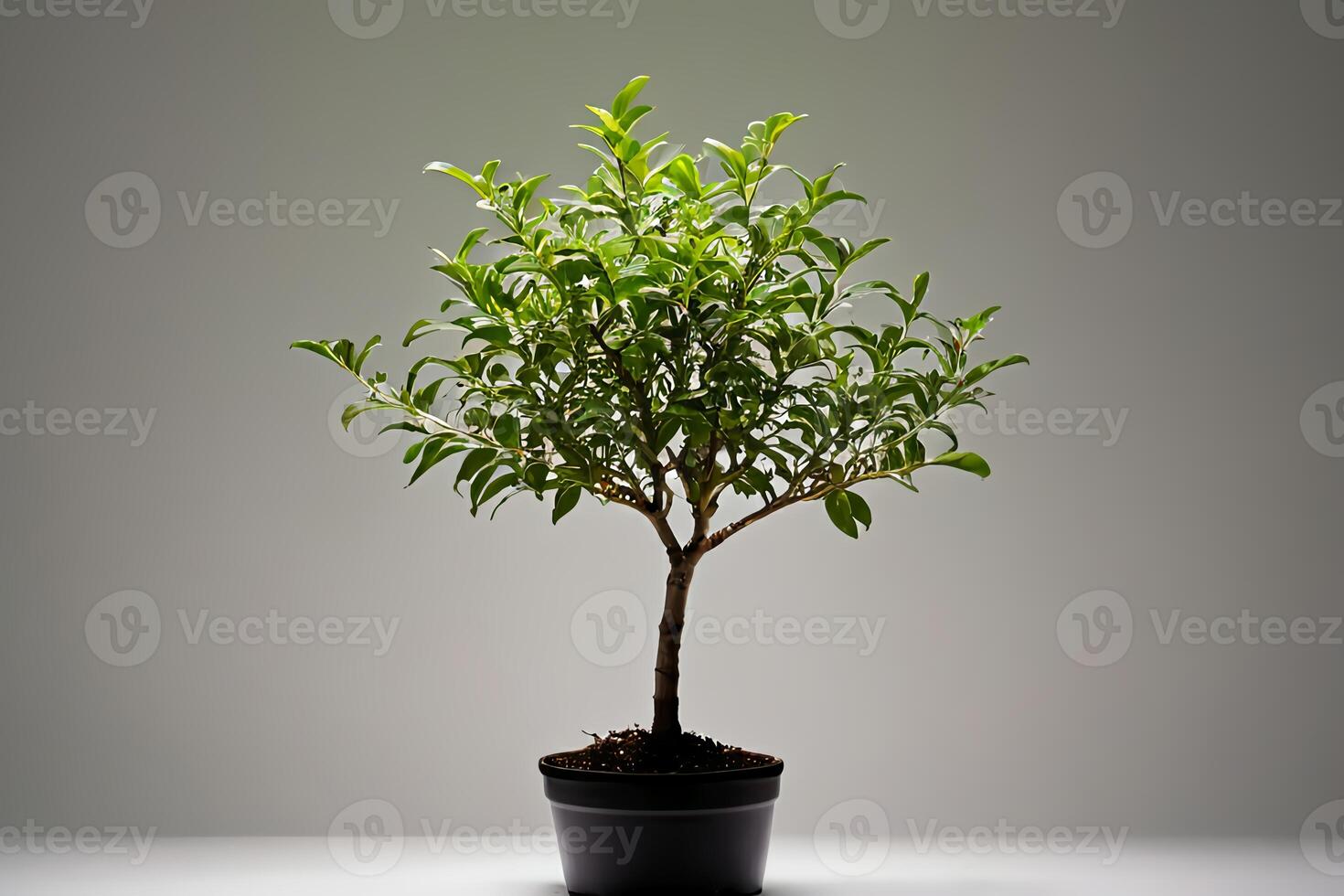 Studio photo of a small young tree in a pot on a white background with normal lighting