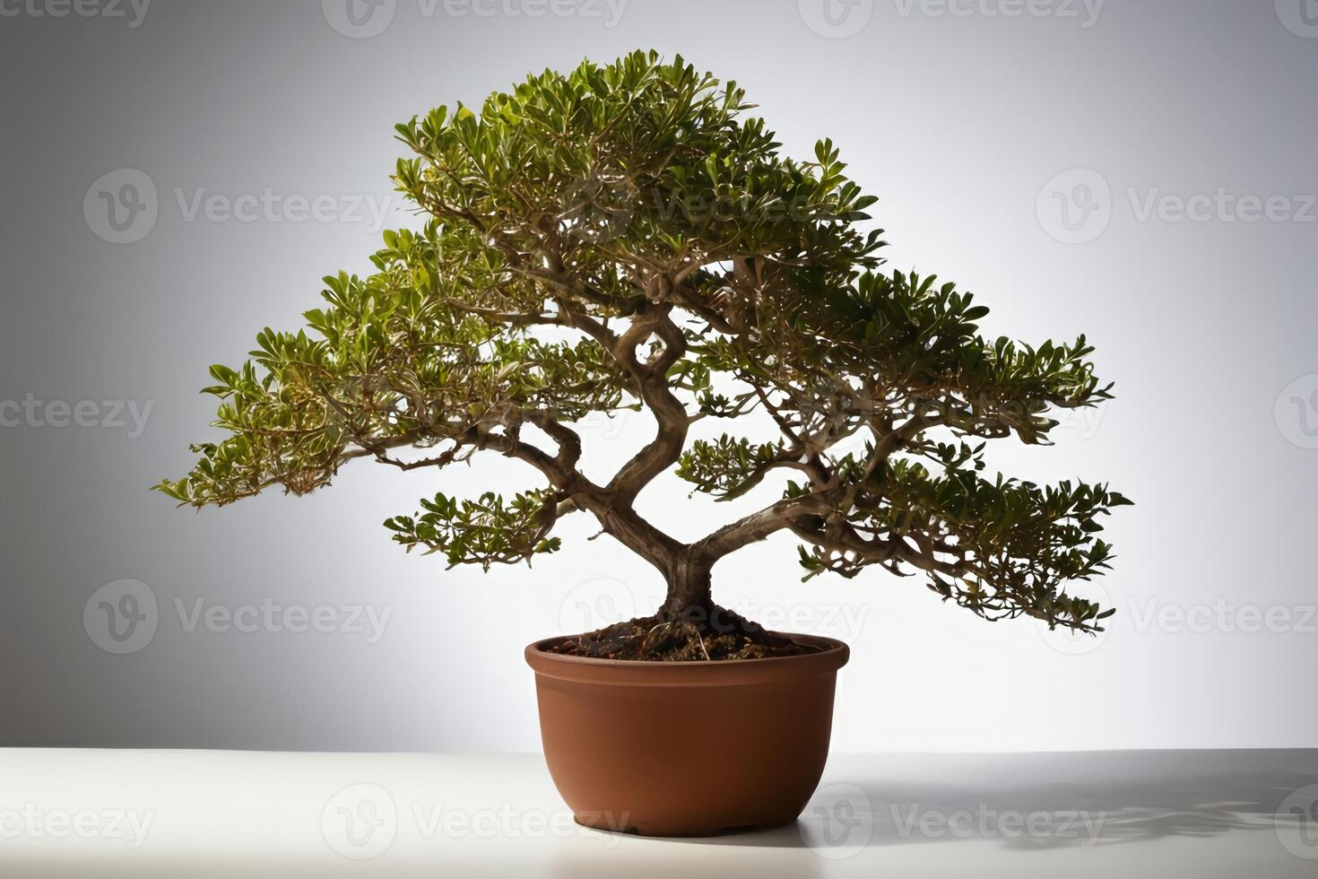 Bonsai tree in a pot on a white table and white background photo