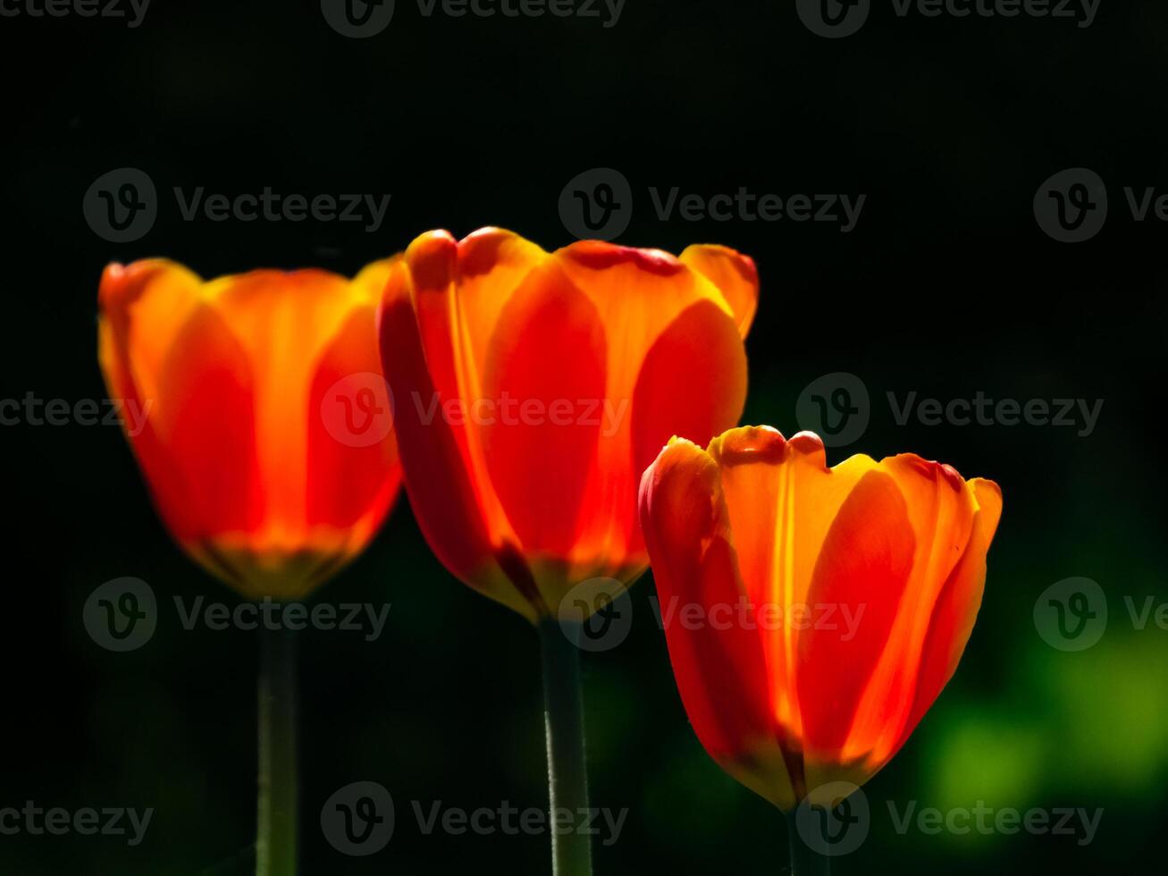 red tulips in the garden in backlit sunlight photo