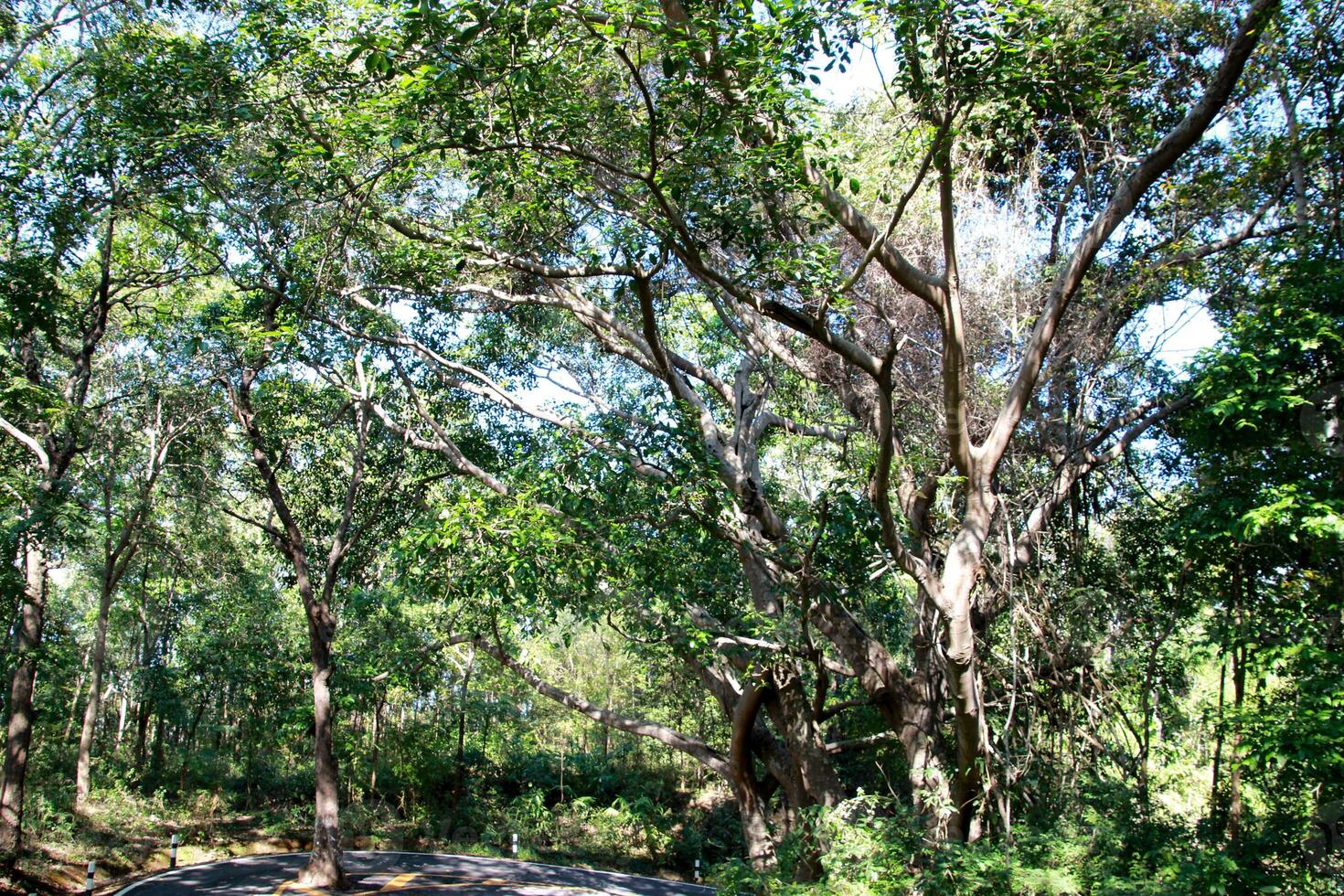 The road street cuts through the forest wood park with tree leaf shadow from sun rays in summer sunrise background and city photo