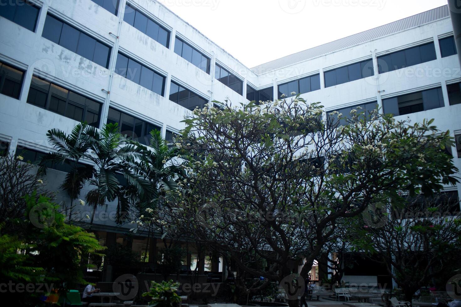 close up building and tree plant in evening sunset sunrise twilight time background photo