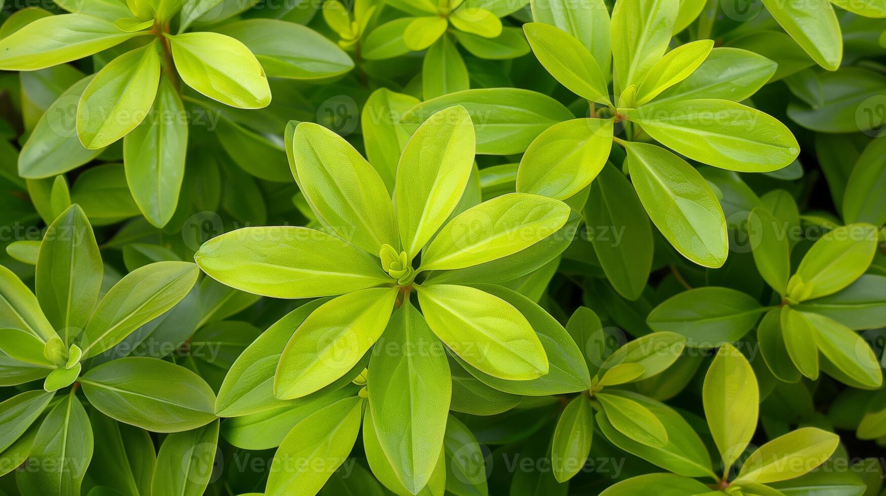 Close up of green leaves in the garden. Natural background and texture photo