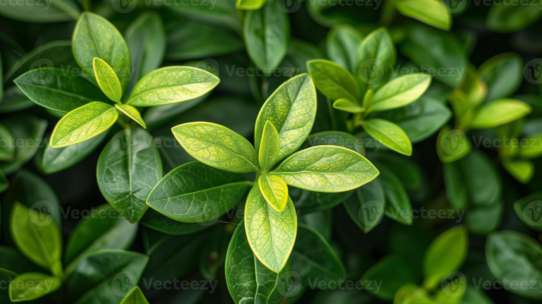 Green leaves background with selective focus and copy space, nature concept photo