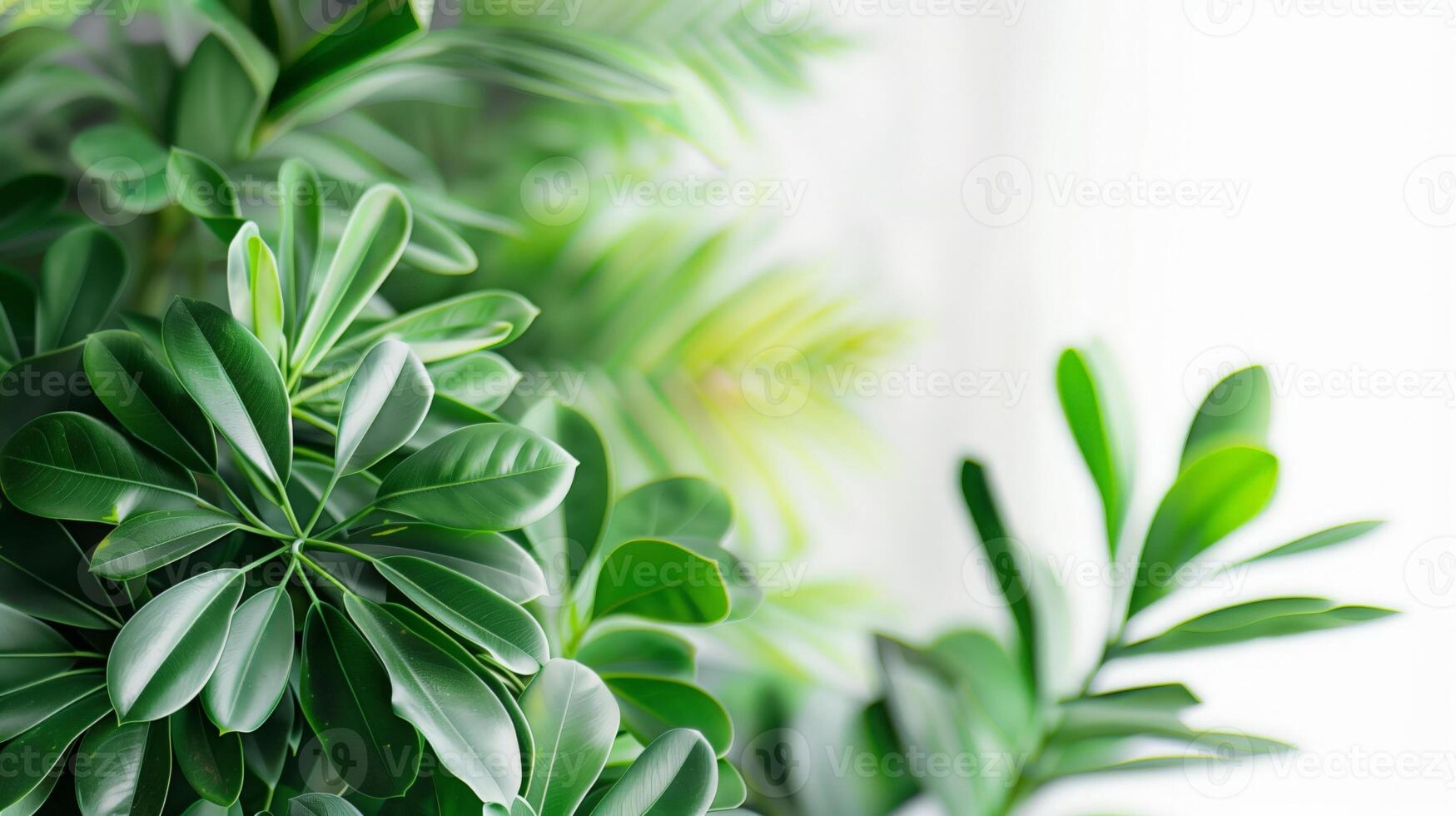 Close up of green plant with blurred background and copy space for text photo