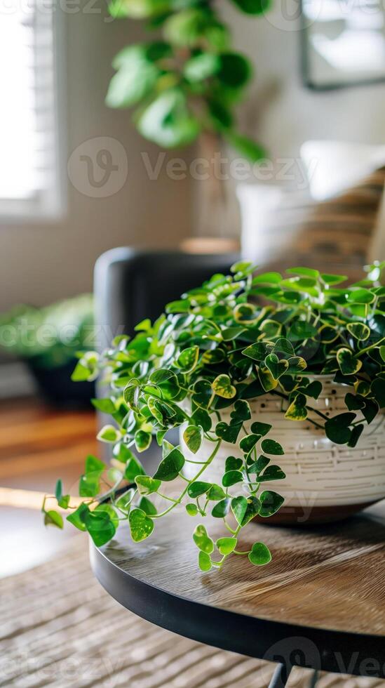 Indoor plant in a vase on a table in the living room photo