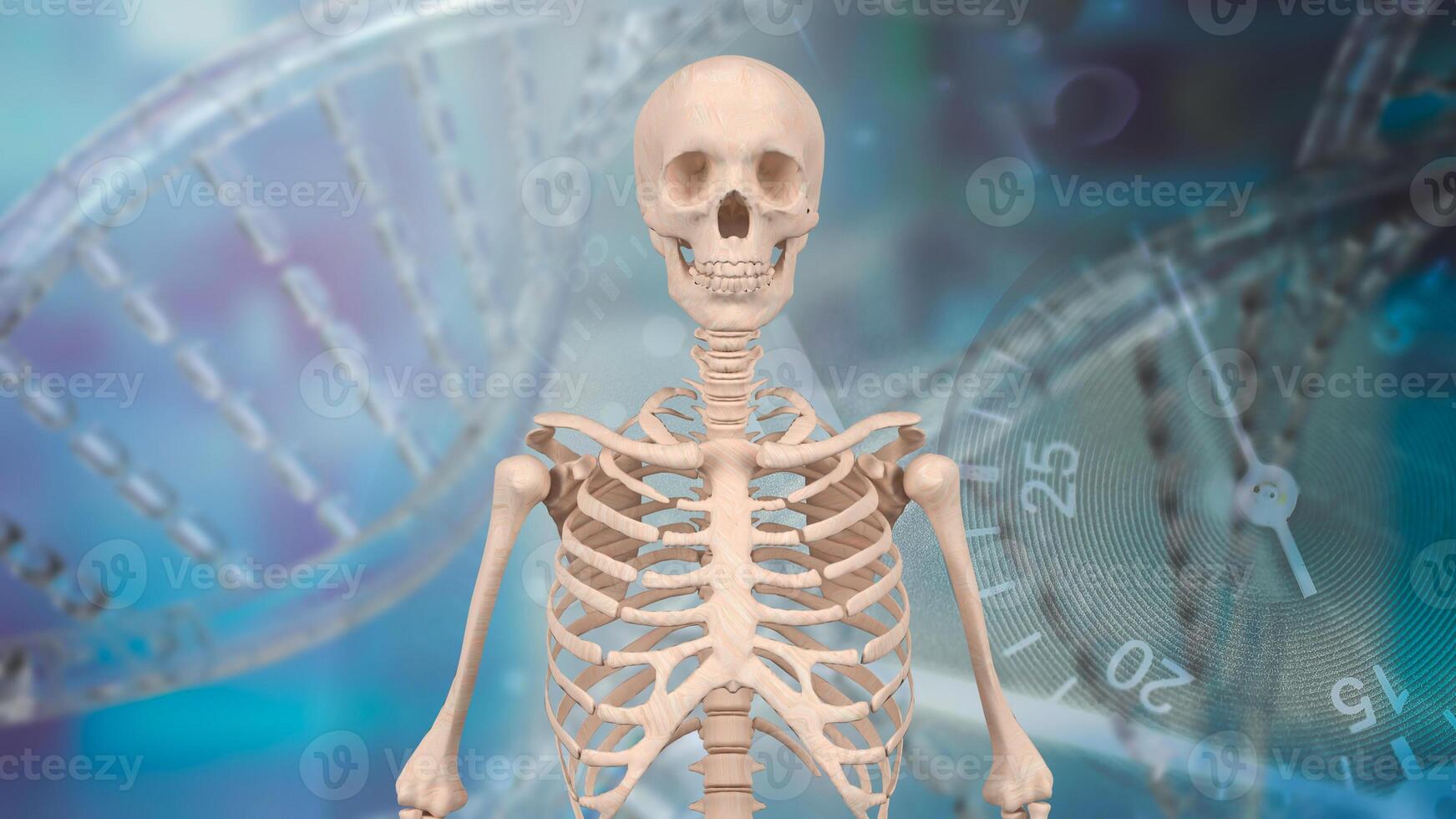 The skeleton for education or health concept 3d rendering. photo