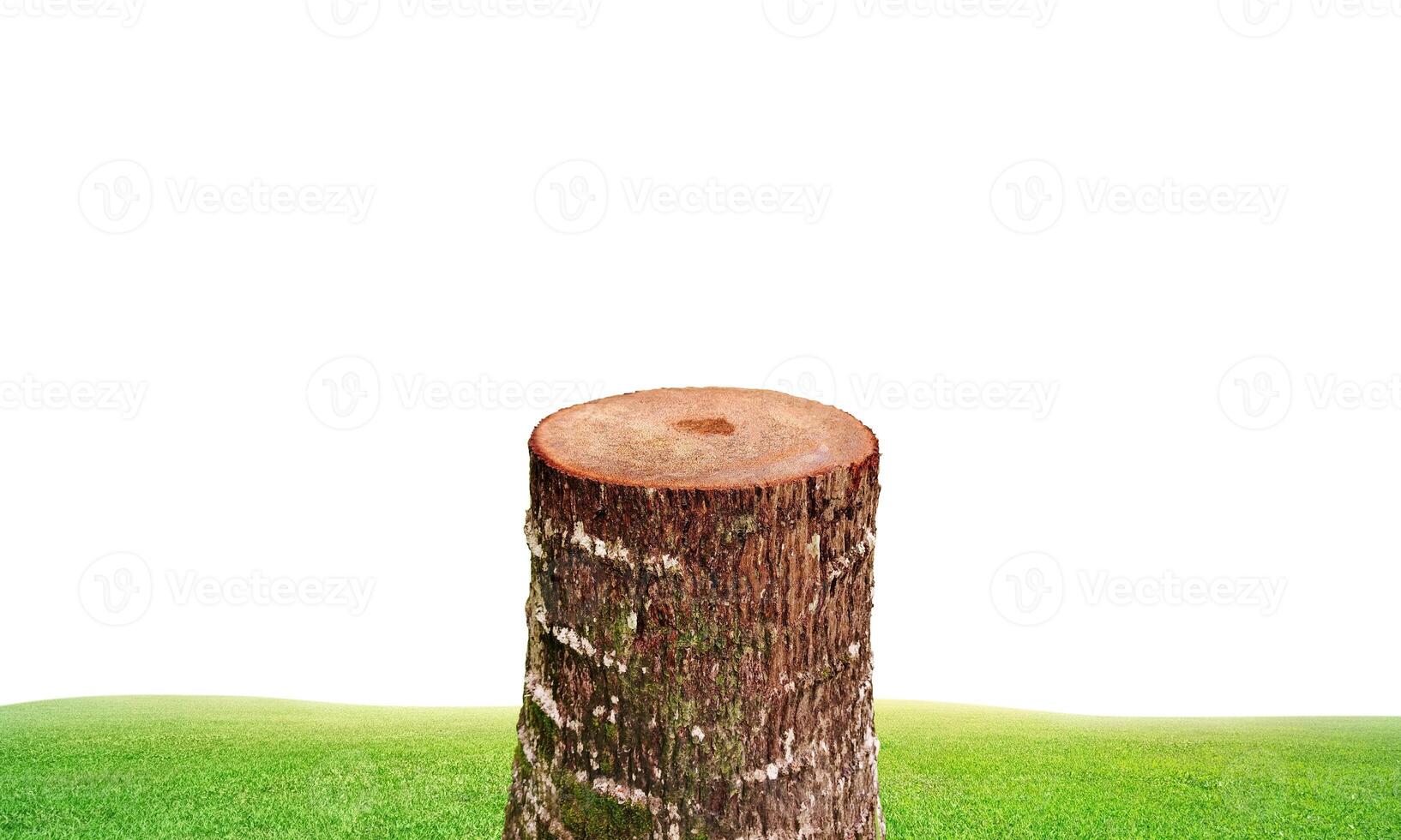 An old tree stump with a grassy field in the background. photo