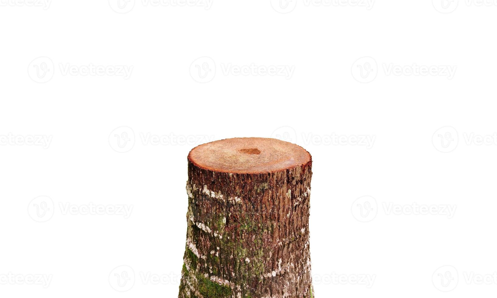 The natural stump is cut smooth. Isolated on a white background photo
