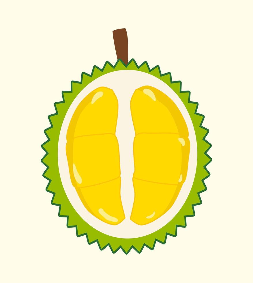 Fresh durian isolated on background, Durian fruit isolated on white background. fruit isolated. King of fruit in Thailand. vector