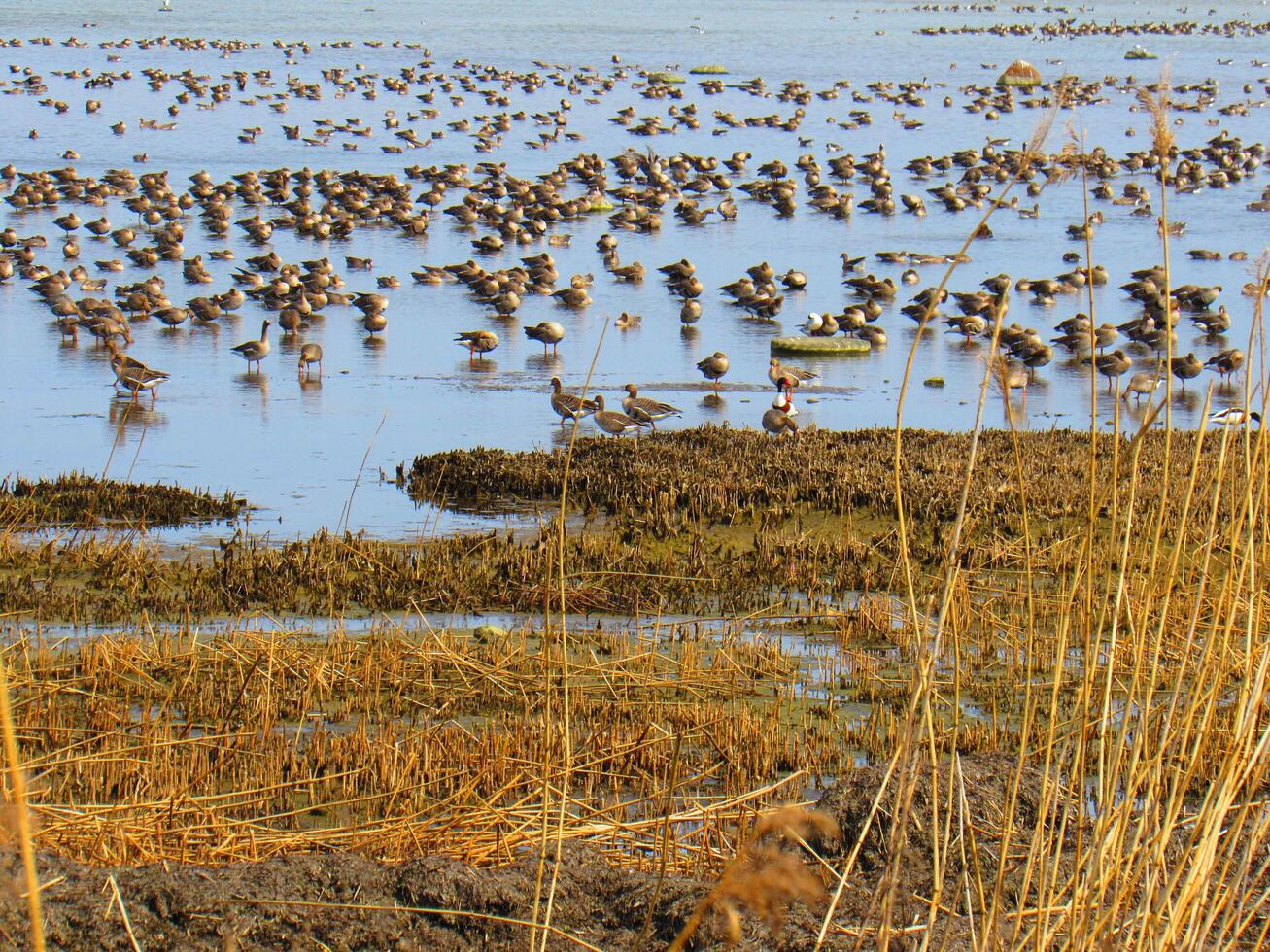a flock of birds in the water photo