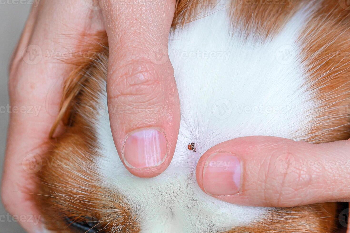 Close-up of an ixodid tick on a dog's face photo
