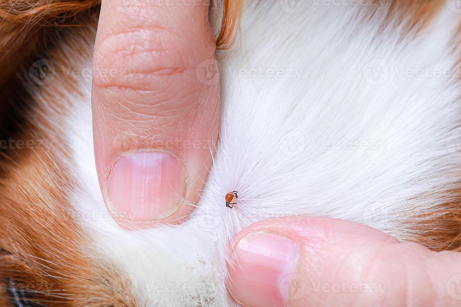 Close-up of an Ixodid tick bite on a dog photo