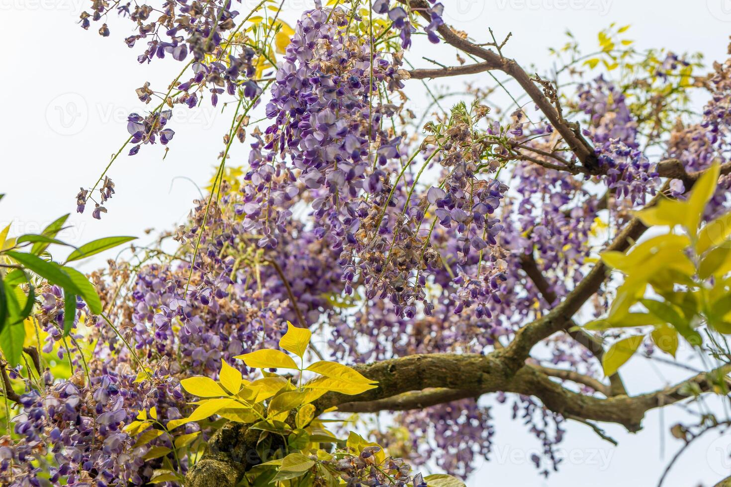 flowering wisteria tree in spring photo