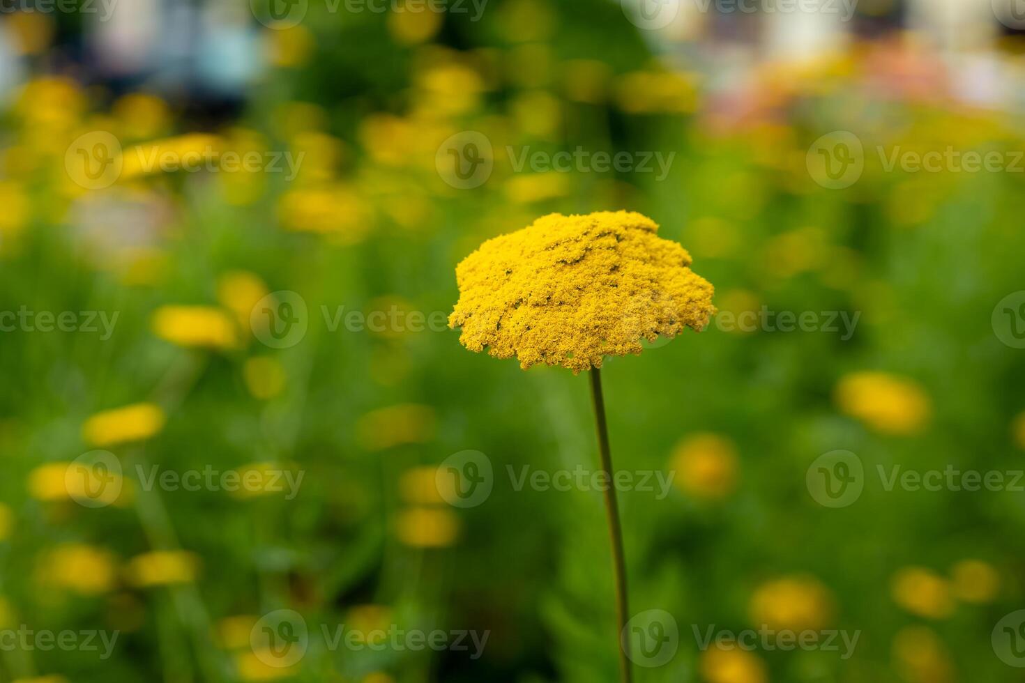 yellow flower is the only one in a field of green grass photo
