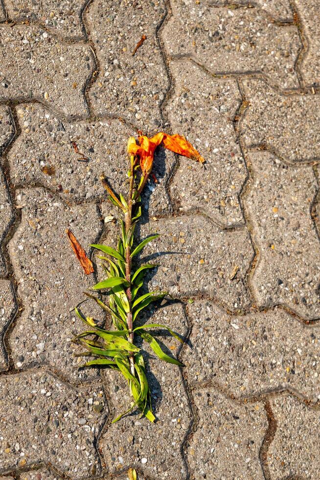 old flower is laying on the ground next to a brick walkway photo