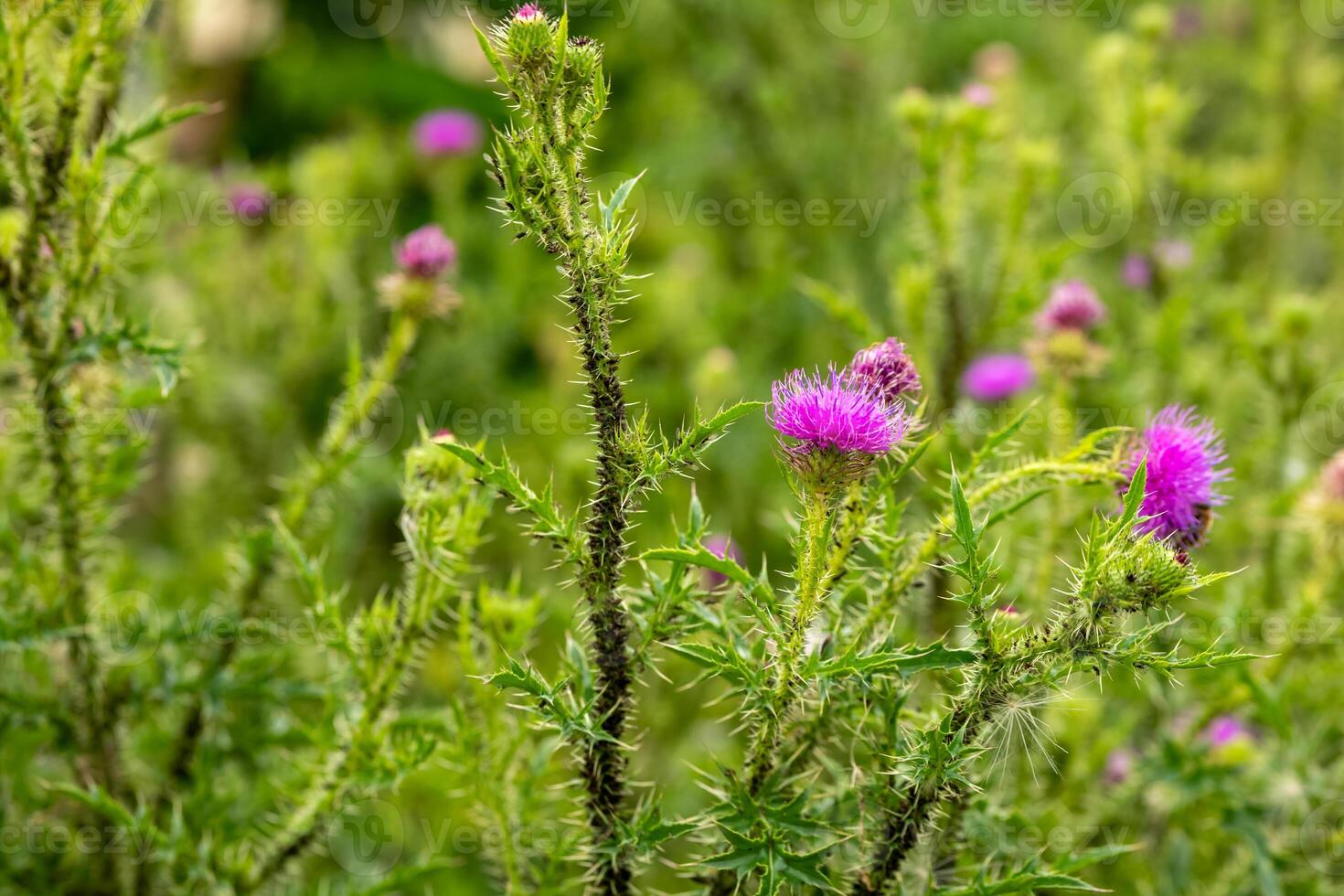 bunch of purple flowers with green stems photo