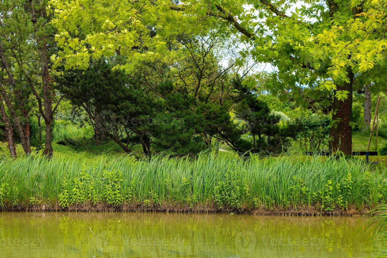 lush green field with a pond in the middle photo