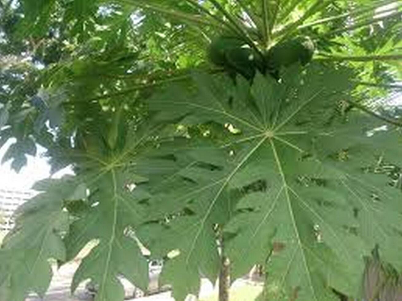 A green leaves on a plant photo