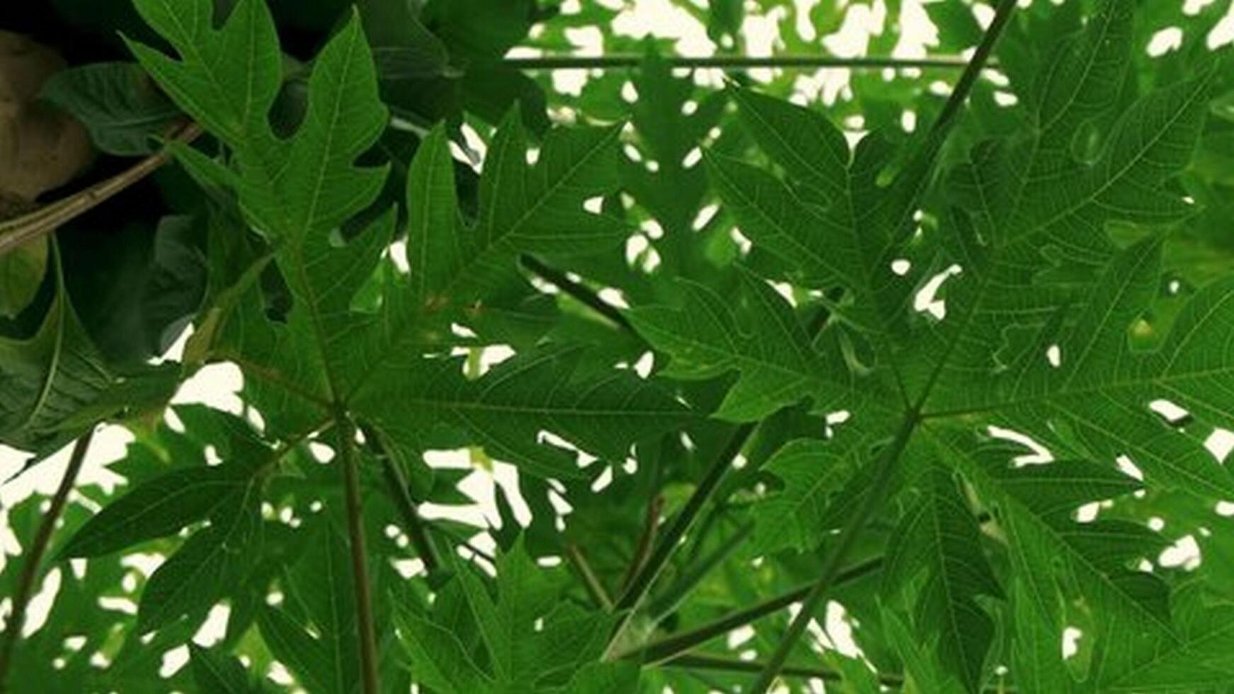 A green leaves on a plant photo