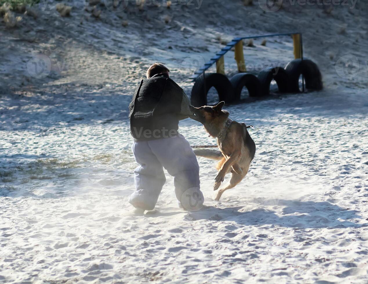 Dog trainer in k9 bite suit in action. Training class on the playground for a german shepherd dog. Dog's attacking photo