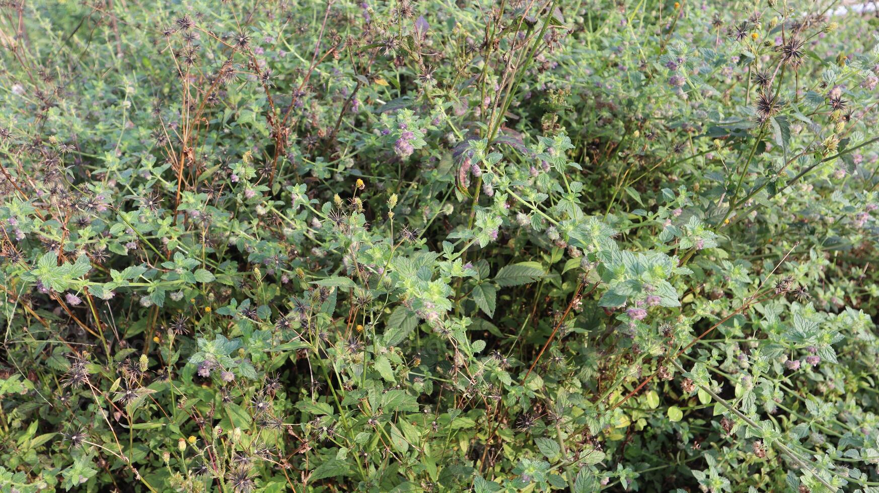 Green plants grow on the walls of forest cliffs as a natural background photo