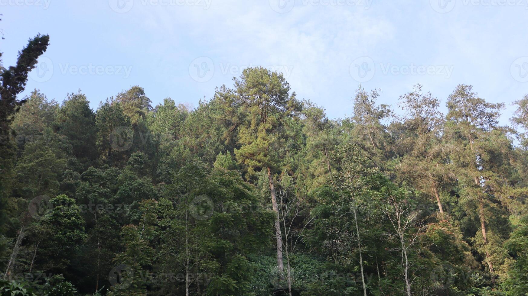 landscape view of pine tree forests and rice fields photo