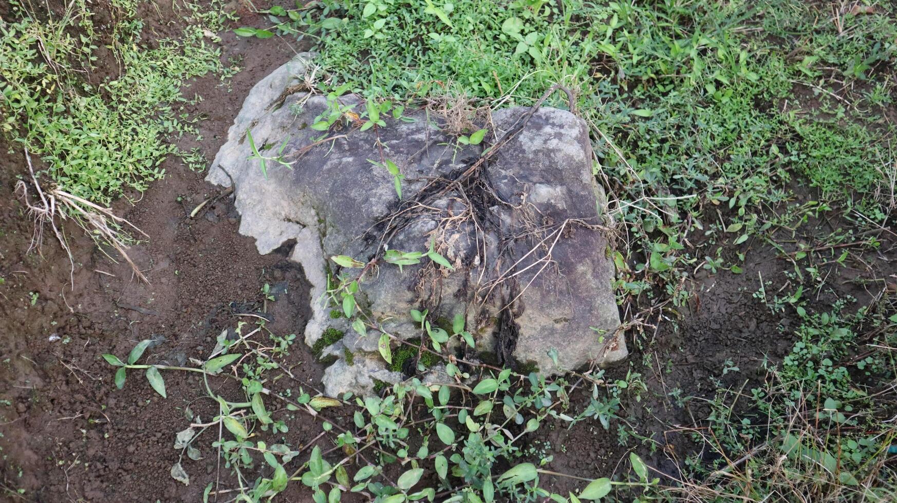 rocks and green grass photo