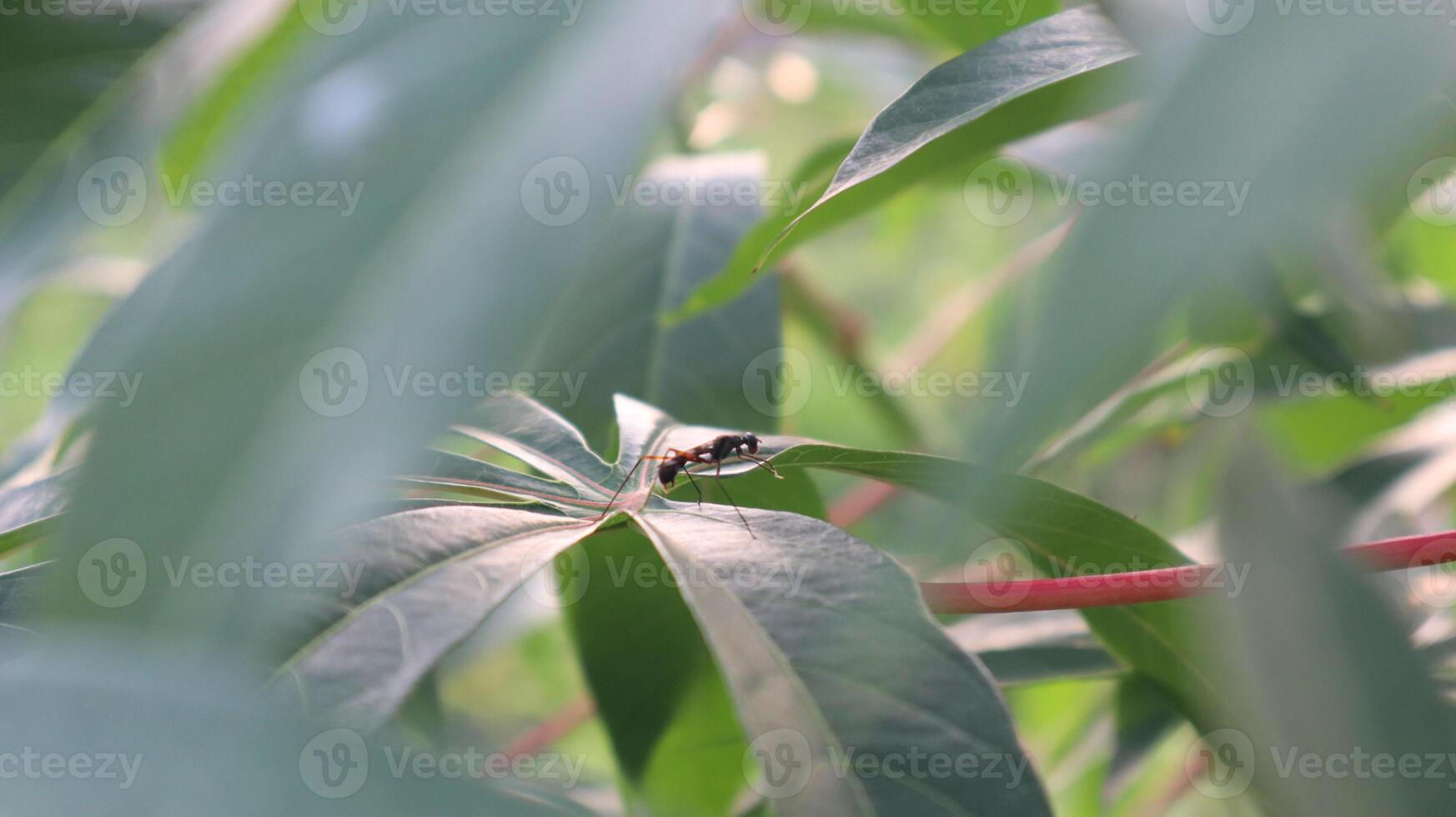 close up of black ants on cassava leaves photo