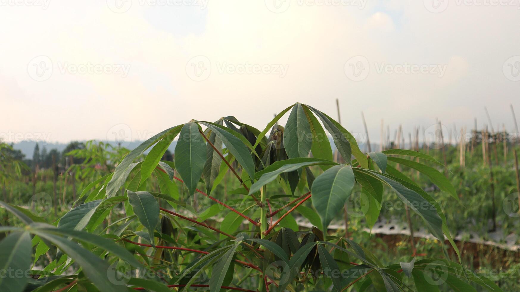Close up of cassava plant leaves in the field photo
