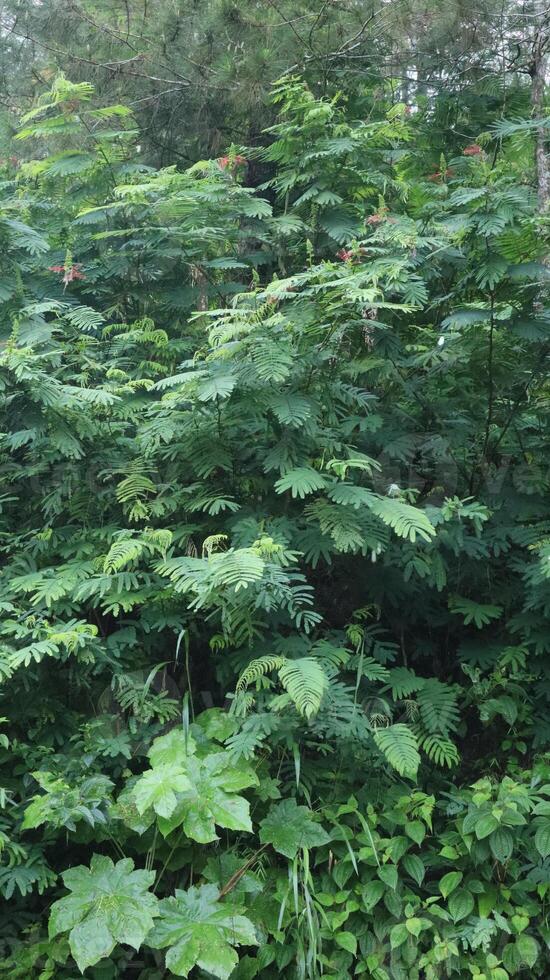 Green plants grow on the walls of forest cliffs as a natural background photo