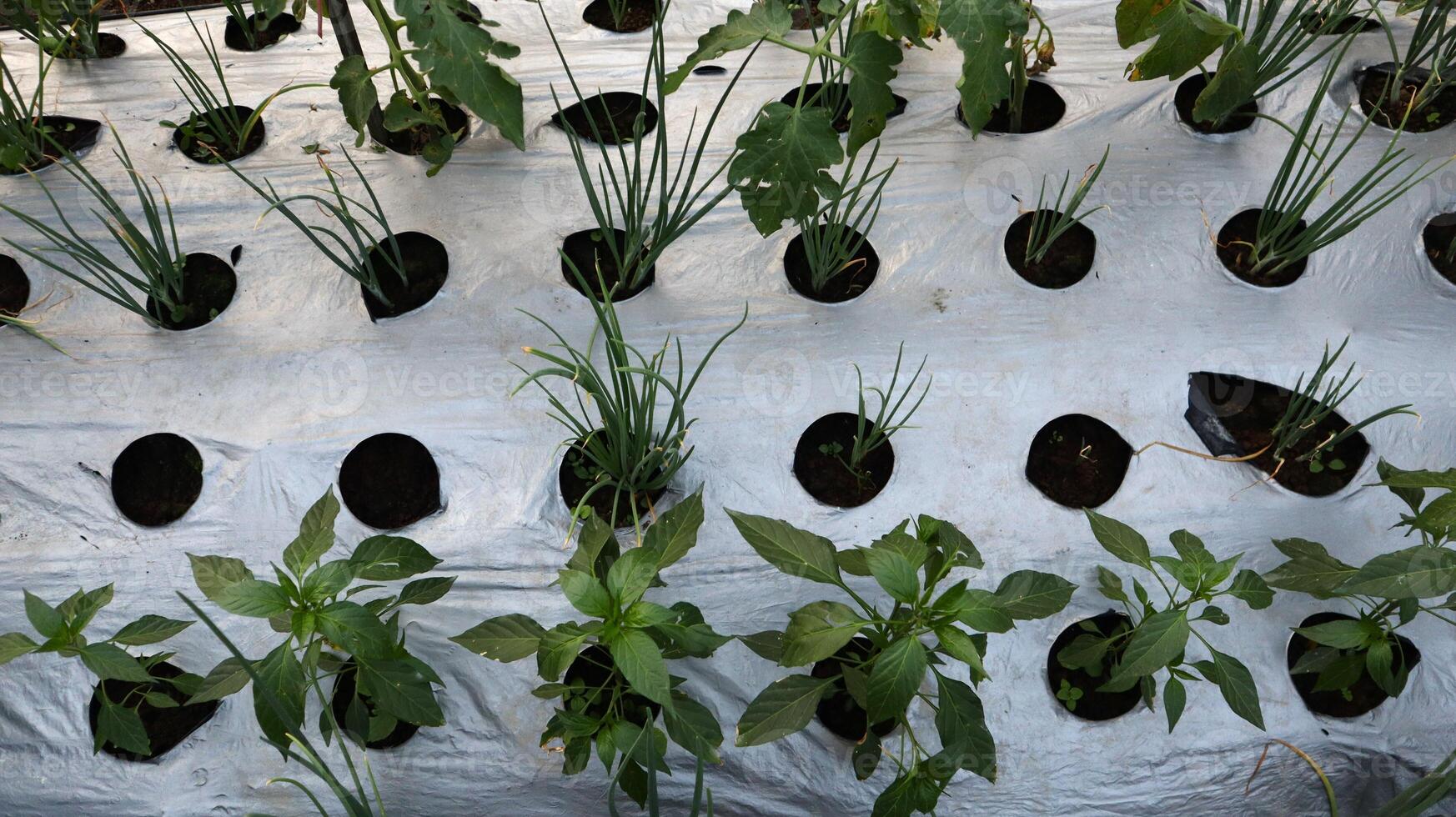 Vegetable plants grow on soil covered with plastic mulch photo