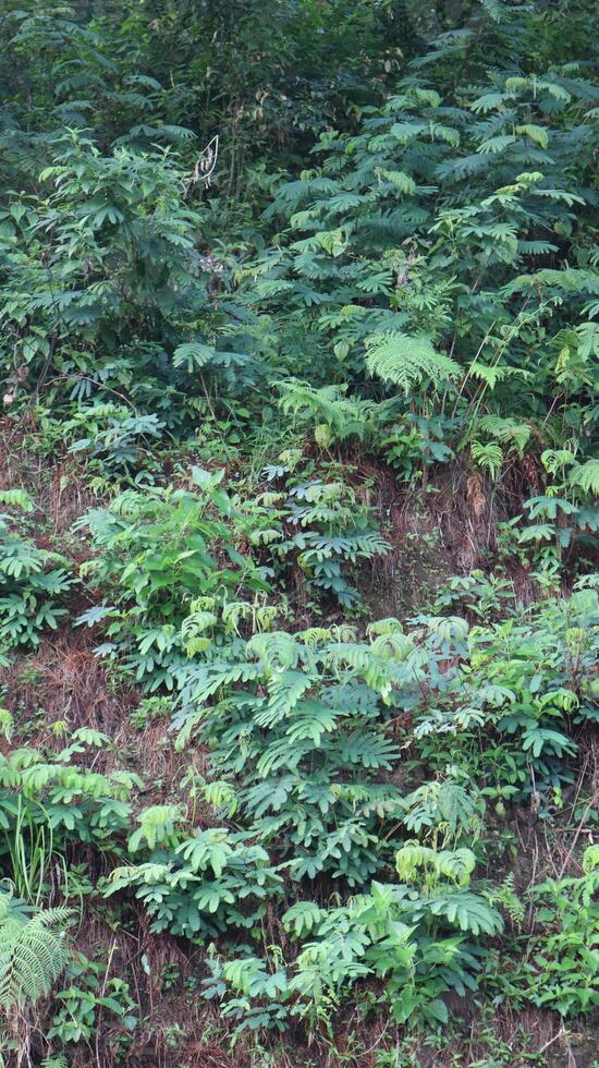 Green plants grow on the walls of forest cliffs as a natural background photo