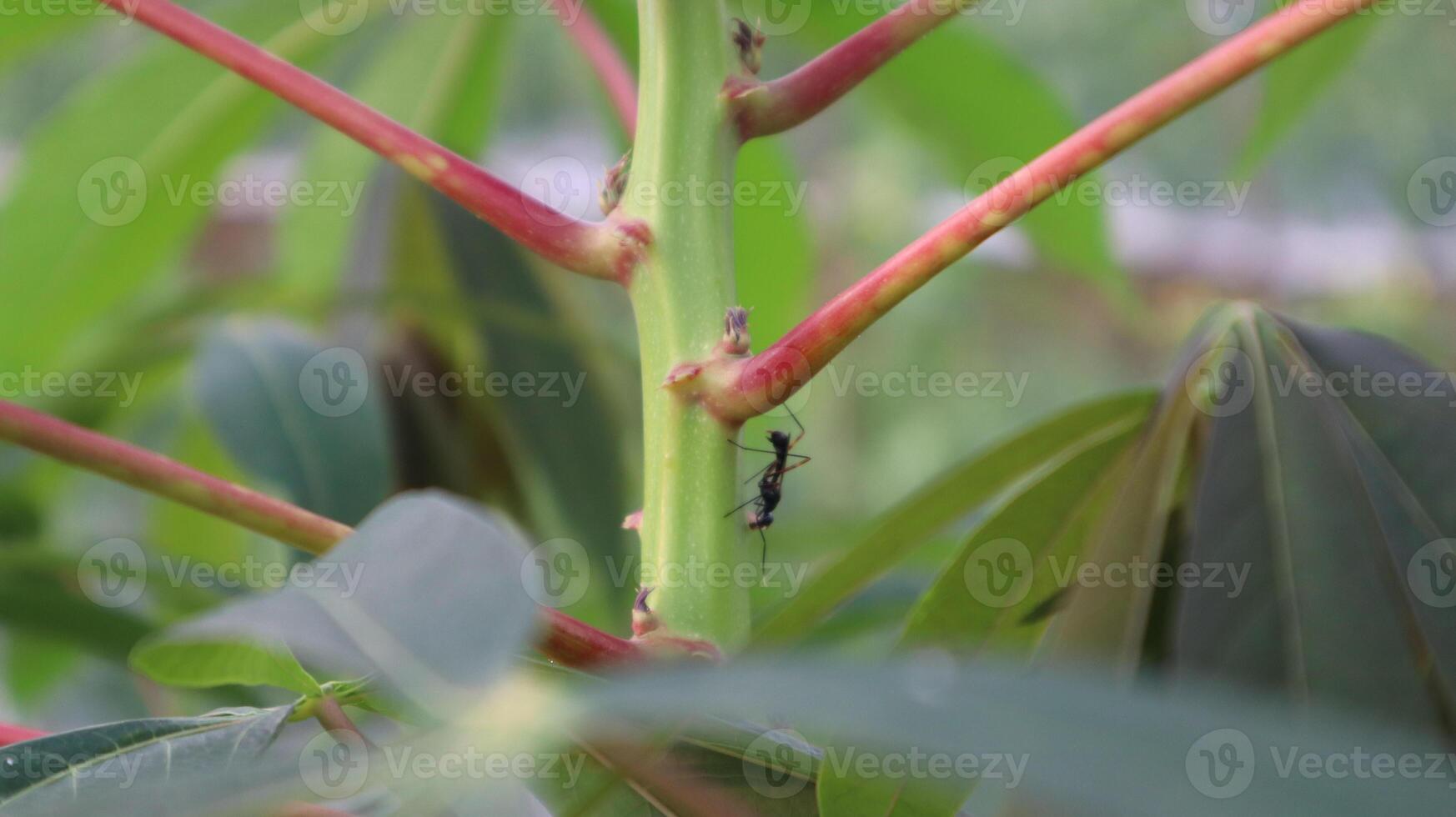 close up of black ants on cassava leaves photo