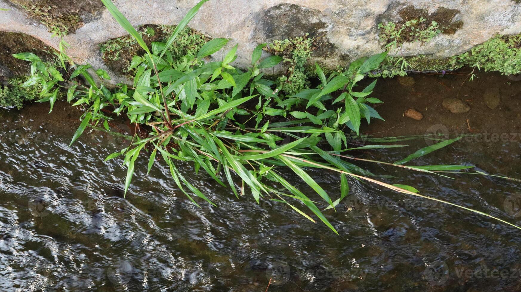 clear source water flows in the background photo