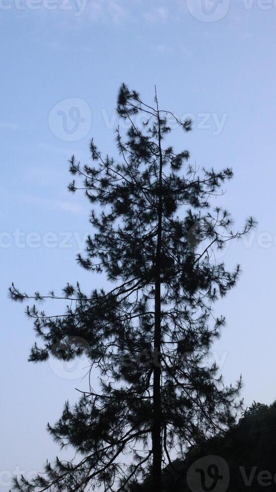 Silhouettes of forest trees with a sunrise sky background photo