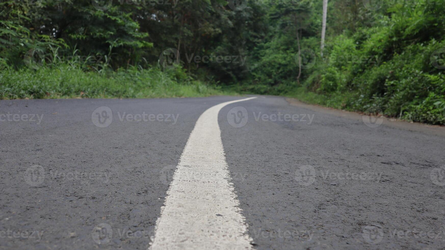 asphalt road in the middle of the forest photo