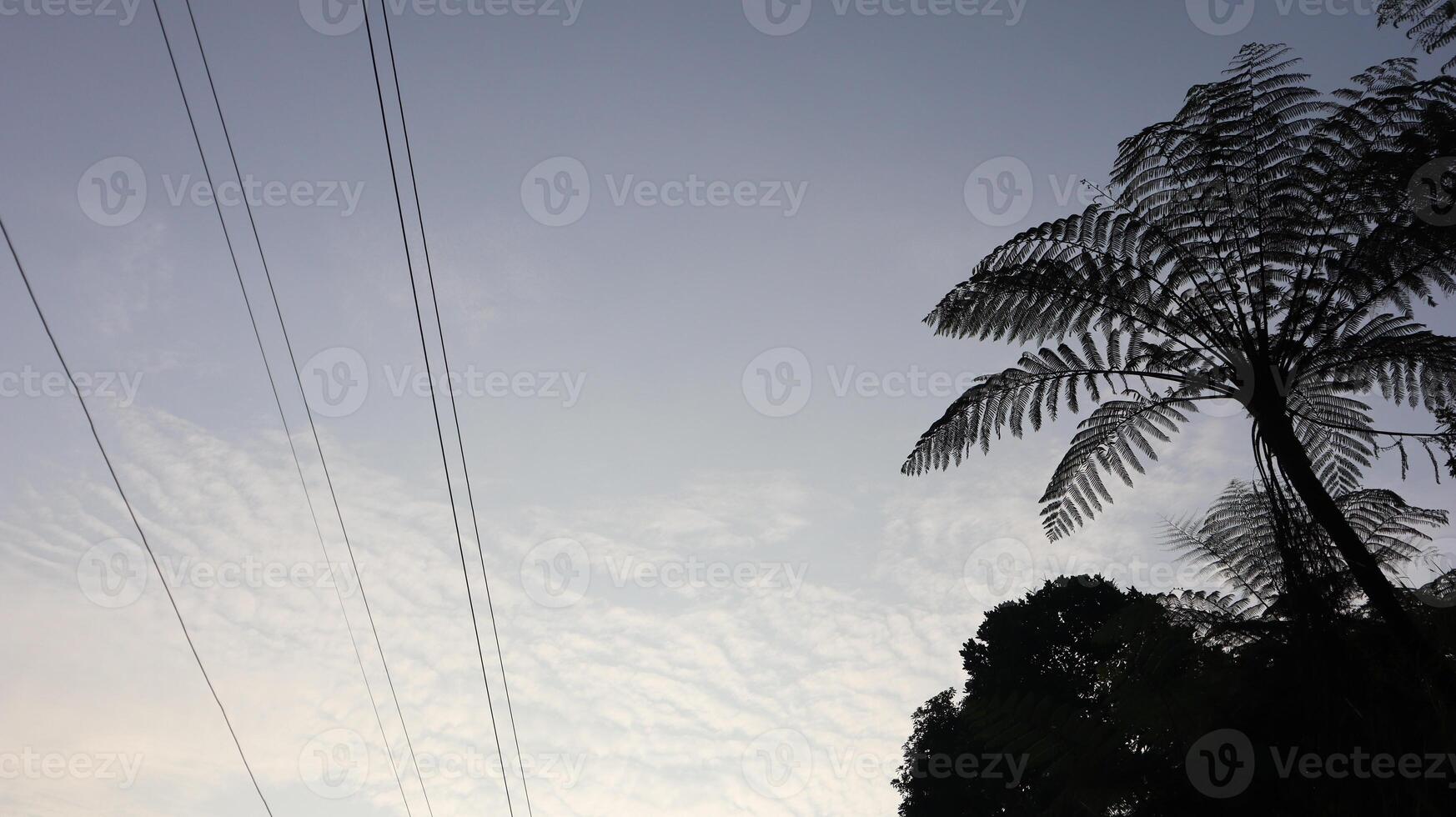 Silhouettes of forest trees with a sunrise sky background photo