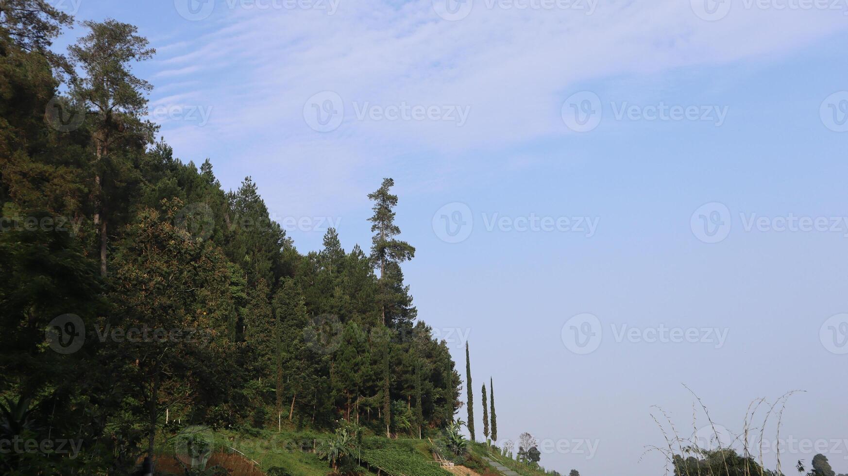 landscape view of pine tree forests and rice fields photo