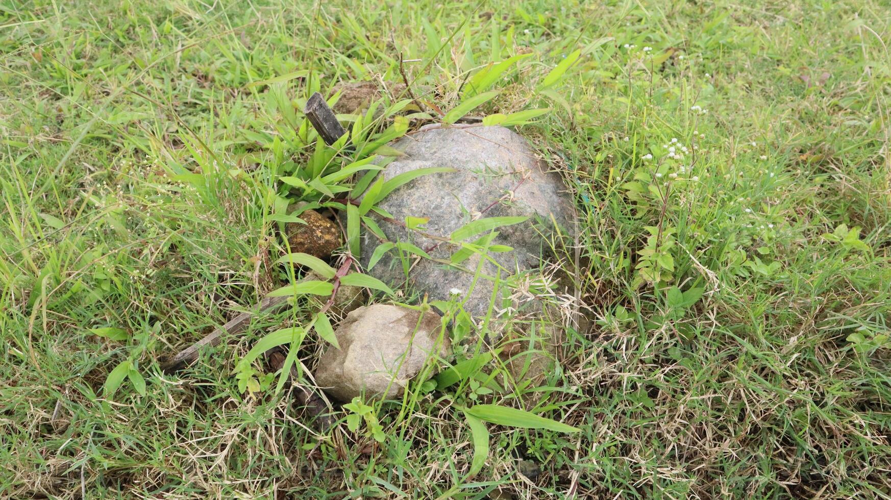large rock surrounded by green grass as nature background photo