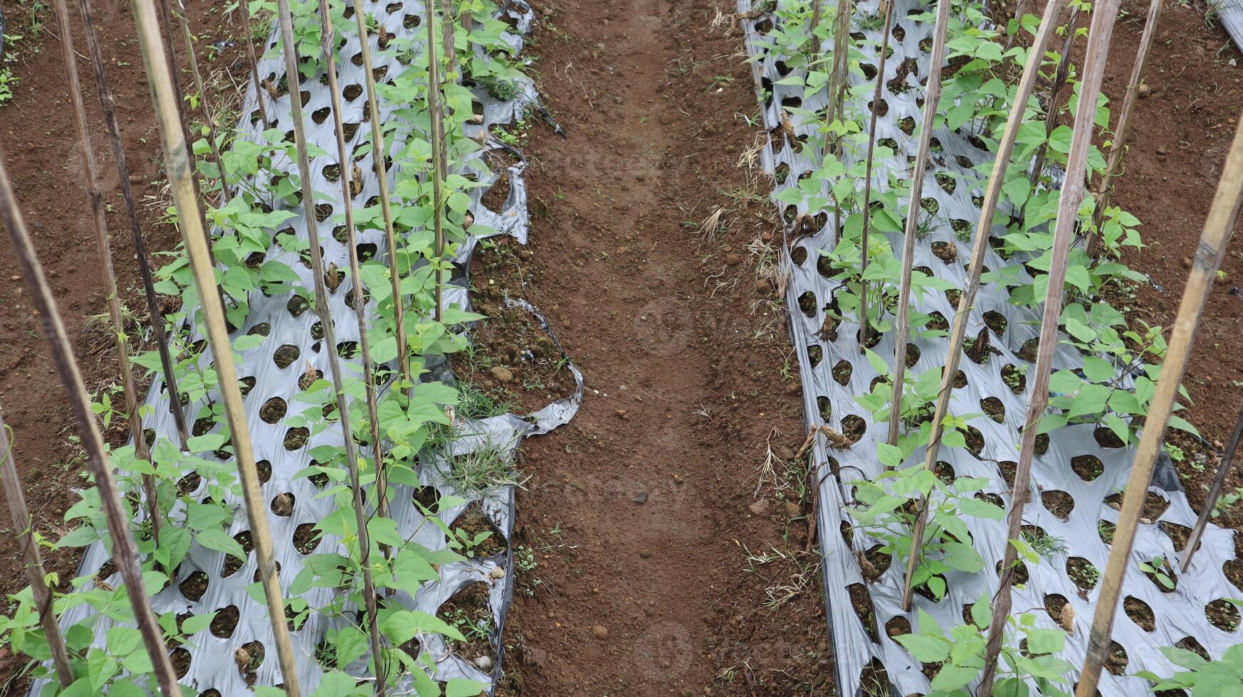 Planting peas in the garden. Plants are covered with plastic mulch and given bamboo. Gardens in Indonesia photo