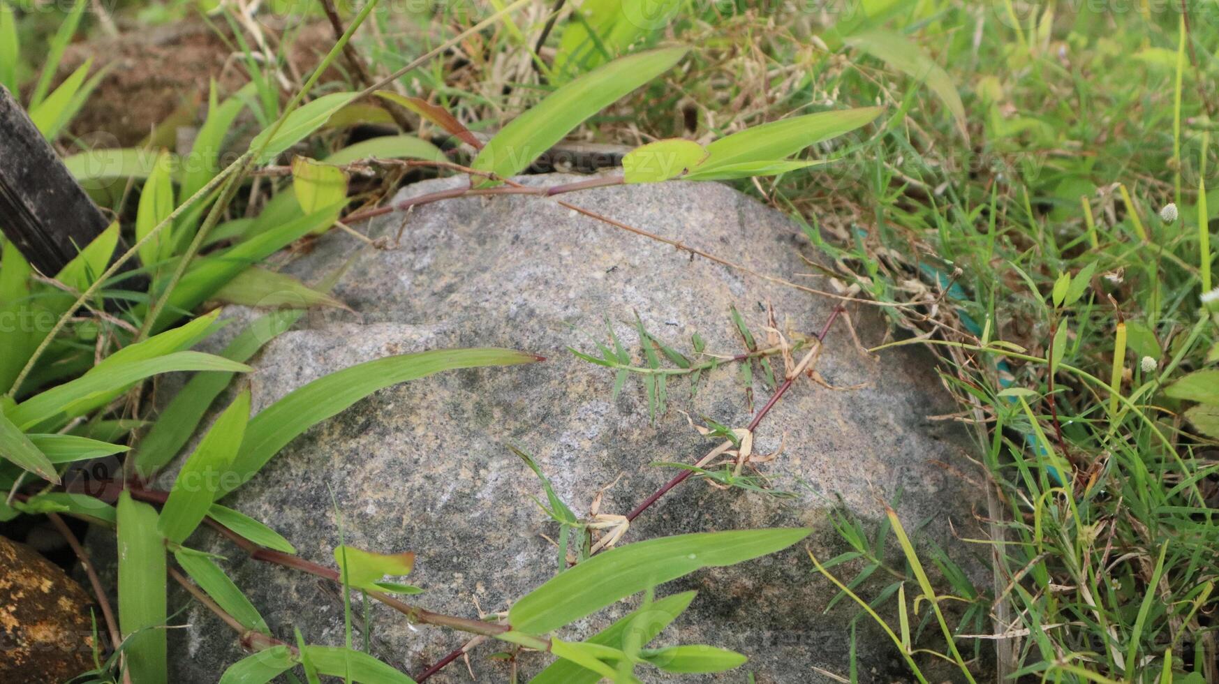 large rock surrounded by green grass as nature background photo