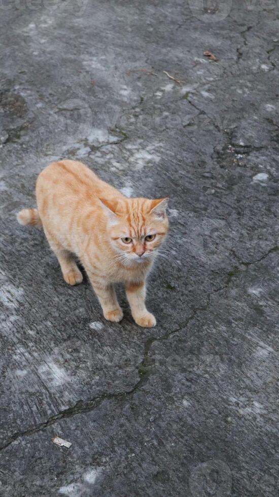 cute orange cat animal photo
