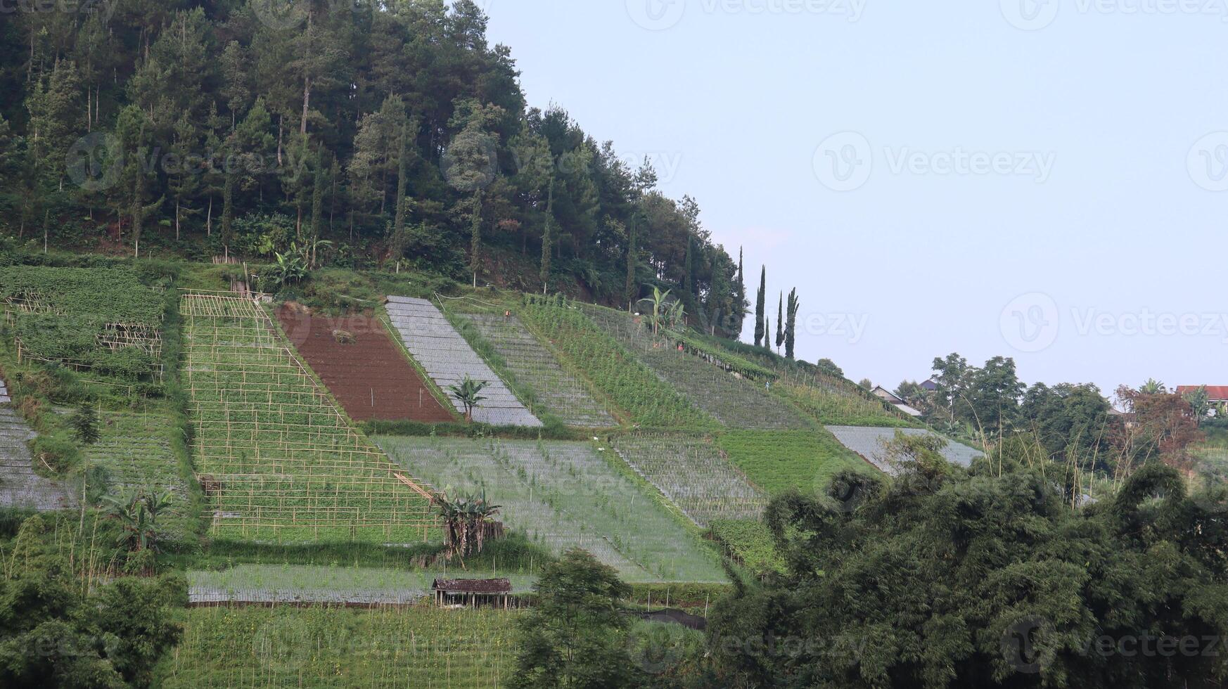 views of the rural landscape and plantations in the highlands photo